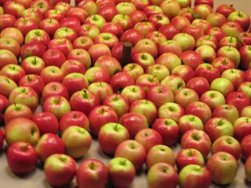 102104apples.JPG