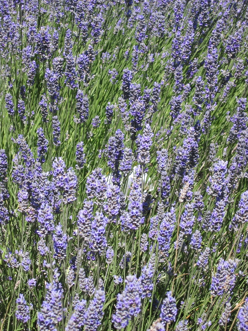 61204lavender.jpg