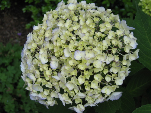 62605hydrangea.JPG