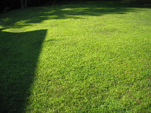 62704lawn.jpg